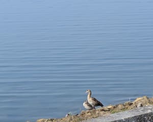 Balade le long de la digue au lac de Madine - Nonsard-Lamarche - 6