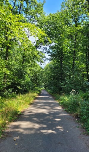 Sur les hauteurs de la forêt de Montmorency - Domont - 7