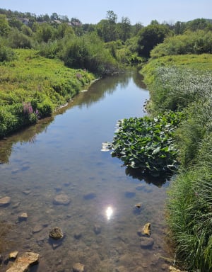 Tour du Lac de la Mouche et vie aquatique - Myline  - 2