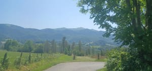 Les chênes à Buzy en vallée d'Ossau - Buzy - 2