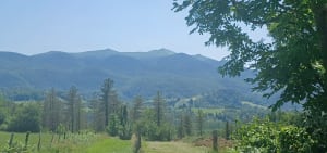 Les chênes à Buzy en vallée d'Ossau - Buzy - 3