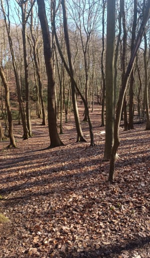 Parcours découverte en forêt de Montgeon - Le Havre - 3
