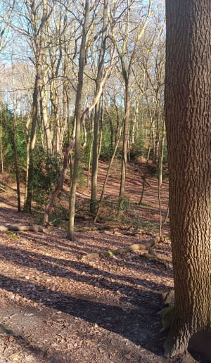 Parcours découverte en forêt de Montgeon - Le Havre - 4