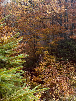 Sentier des Roches et découverte d'un joyau naturel alsacien - Stosswihr - 9
