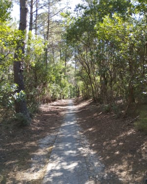 Entre forêt et étang autour de Lacanau - Lacanau - 13