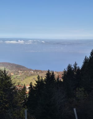 Entre forêts et alpages sous le Pic des Mémises - Thollon-les-Mémises - 18