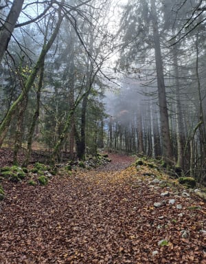 Entre forêts et alpages sous le Pic des Mémises - Thollon-les-Mémises - 21