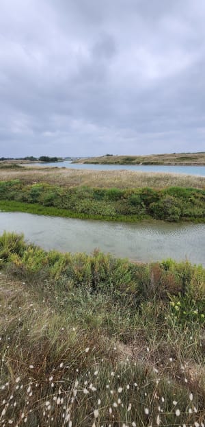 Entre rivière et plage : la dune - Les Granges - 12