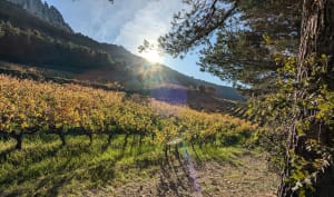 Les dentelles à Gigondas - Sophie - 28