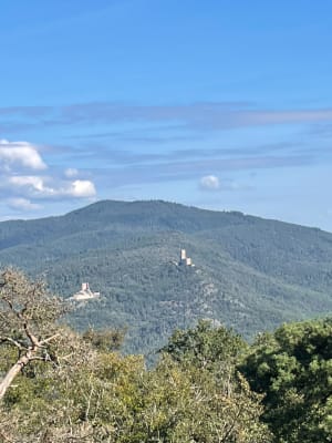 Le sommet du Hahnenberg hors des sentiers battus - Châtenois - 8