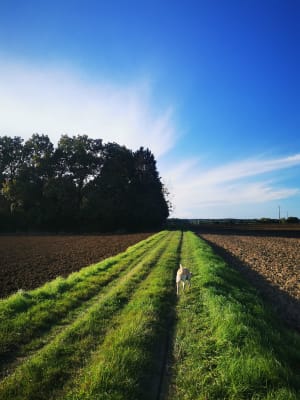 Balade dans la nature de la Membrolle sur Choisille - La Membrolle-sur-Choisille - 6