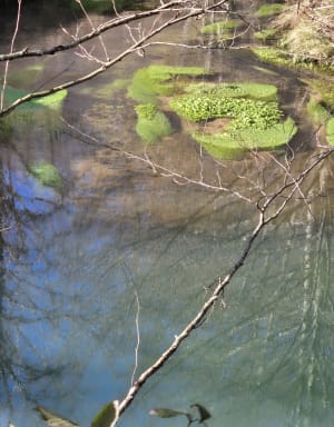 Découverte du causse corrézien et espèces rares - Chasteaux - 16