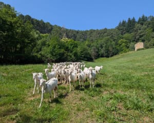 Promenade et détente à Ribes - Ribes - 17