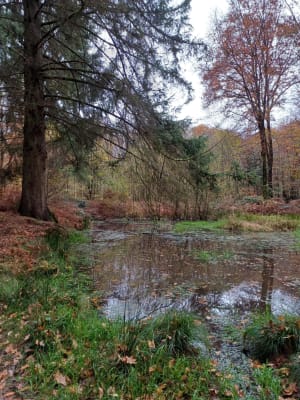 Le Croc au Boucher dans la Forêt de Lyons - Les Hogues - 5