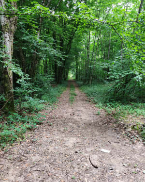 De grote lus van Saint-Dizier - Saint-Dizier - 25