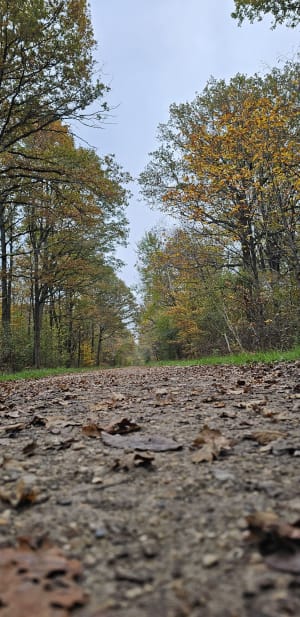 Petite balade dans la forêt de Notre-Dame - La Queue-en-Brie - 7