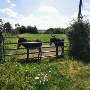 Etang de Romelaëre et niche faunistique - Clairmarais - 46