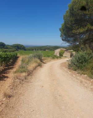 Belle balade dans les Dentelles de Montmirail - Beaumes-de-Venise - 10