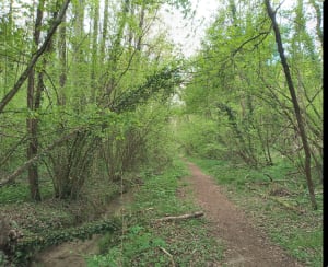 Entre chaussée de Jules et vallée aux Moines - Yannick - 4