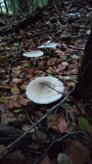 La forêt d'Egaules - Volvic - 15