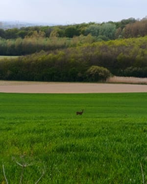 Autour de Sainte-Mildrède - Volckerinckhove - 7