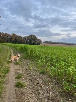 Balade entre champ et forêt depuis Velannes - Épône - 5