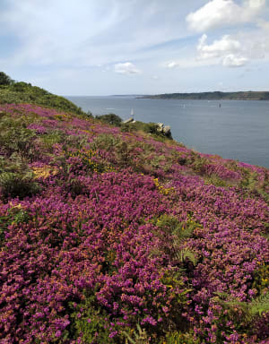 Pointe de Roscanvel - Roscanvel - 43