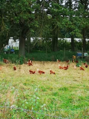 Autour de Presles en Brie - Presles-en-Brie - 9