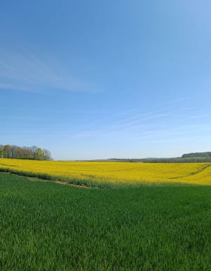 Sauvagnas, la traversée du bois de Courties - ARNAUD - 2