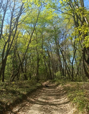 Sauvagnas, la traversée du bois de Courties - ARNAUD - 3