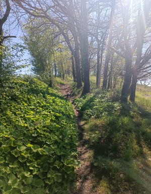 Sauvagnas, la traversée du bois de Courties - ARNAUD - 4