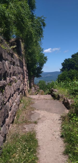 Balade au château du Frankenbourg depuis Neubois - Neubois - 4