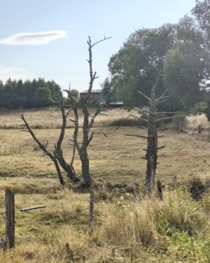 Marche vivifiante autour de Usson en Forez - Usson-en-Forez - 4