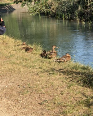 Balade à vélo en suivant le canal de Carpentras - Jennifer  - 6