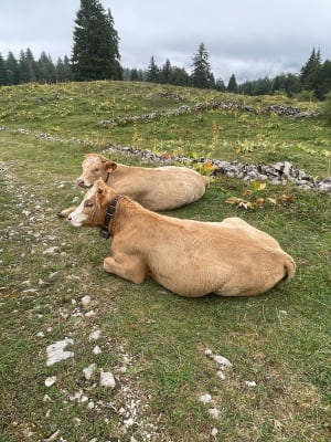 Rando sur les hauteurs du lac de Lamoura - Eva - 6