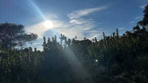 Domessargues, sortie boisée et plongée dans les vignes - Candice - 3