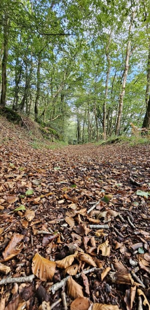 Balade en forêt autour de Saint-Thégonnec - Saint-Thégonnec Loc-Eguiner - 3