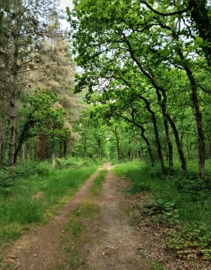 Promenade bucolique à travers les bois de la Forêt de Grimbosq - Grimbosq - 11