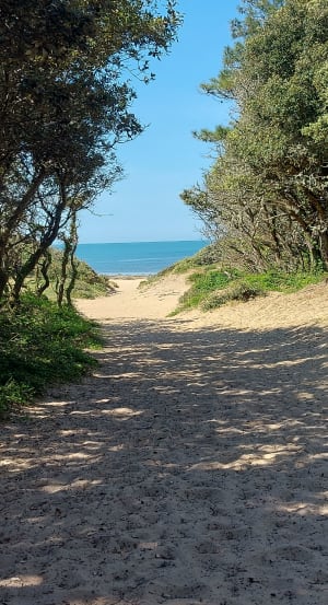 Petite boucle terre-mer à Dolus-d'Oléron - Dolus-d'Oléron - 6