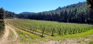 Superbes falaises du Gros Calan et Alpilles sauvages - Eygalières - 12