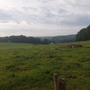 Virée dans le bois de l’Ermitage - Maisoncelles-la-Jourdan - 4