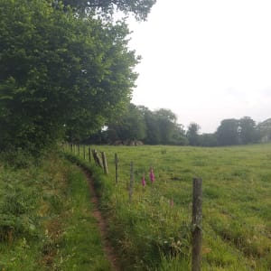 Virée dans le bois de l’Ermitage - Maisoncelles-la-Jourdan - 5