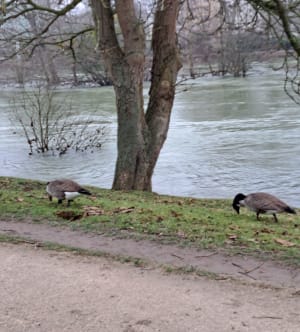 Bords de Marne et ses îles à Saint-Maur - Saint-Maur-des-Fossés - 10