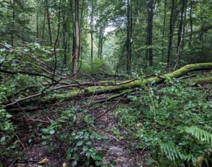 Wandelen in het Londe-Rouvray State Forest - Grand-Couronne - 8