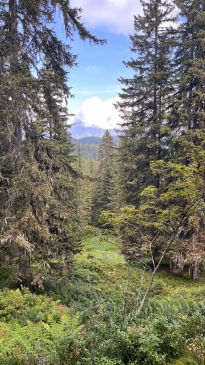 Les saisies - sentier découverte de la tourbière - Hauteluce - 14