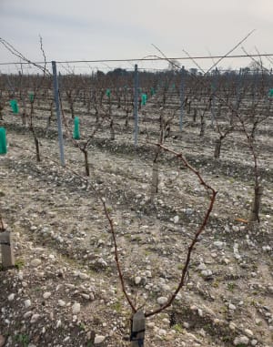 Entre vignes et châteaux autour de Macau - Ludon-Médoc - 8