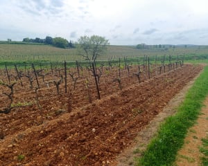 Saint-Georges-d'Orques et trip "5 étoiles" au milieu des vignes - Saint-Georges-d'Orques - 13