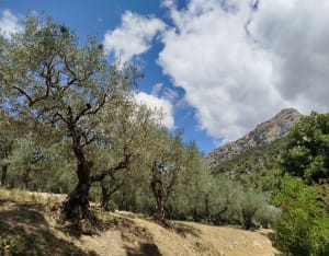 De Ubrieux-kloven van Buis-les-Baronnies - Buis-les-Baronnies - 11