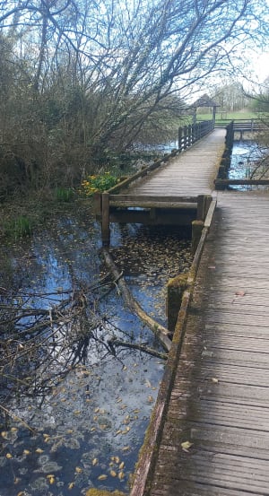 Ontdekking van het Anseureuilles-park, Wavrin - Wavrin - 14