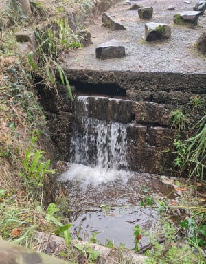 De la "Fougères"à la forêt - Fougères - 3